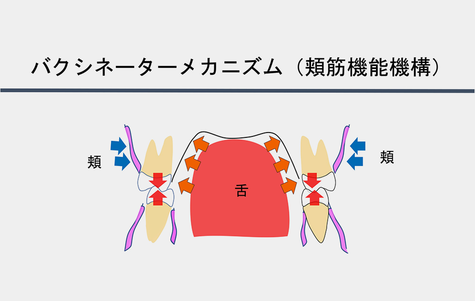 お口の活動が不正咬合に影響します